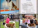 Собаки, щенята Московська сторожова, ціна 6500 Грн., Фото