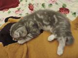 Кошки, котята Шотландская вислоухая, цена 4050 Грн., Фото