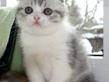 Кошки, котята Шотландская вислоухая, цена 3500 Грн., Фото