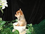 Собаки, щенки Чихуа-хуа, цена 2000 Грн., Фото