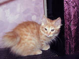 Кошки, котята Курильский бобтейл, цена 3500 Грн., Фото