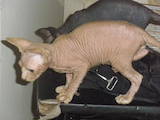 Кошки, котята Канадский сфинкс, цена 1600 Грн., Фото