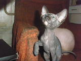 Кошки, котята Канадский сфинкс, цена 1600 Грн., Фото