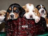 Собаки, щенки Бассет, цена 15000 Грн., Фото