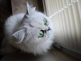 Кошки, котята Персидская, Фото