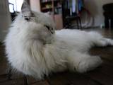 Кішки, кошенята Персидська, Фото