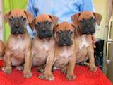 Собаки, щенки Боксер, цена 5000 Грн., Фото