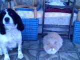 Собаки, щенки Русский спаниель, Фото