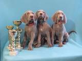 Собаки, щенки Веймарская легавая, цена 15000 Грн., Фото