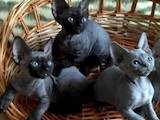 Кішки, кошенята Девон-рекс, ціна 15000 Грн., Фото