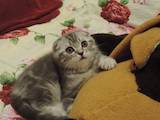 Кошки, котята Шотландская вислоухая, цена 4000 Грн., Фото