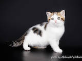 Кошки, котята Шотландская короткошерстная, цена 4400 Грн., Фото