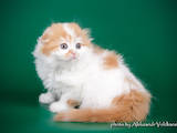 Кішки, кошенята Шотландська короткошерста, ціна 4400 Грн., Фото