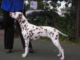 Собаки, щенки Далматин, цена 5000 Грн., Фото