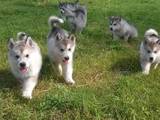 Собаки, щенки Аляскинский маламут, цена 5000 Грн., Фото