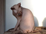 Кішки, кошенята Донський сфінкс, ціна 3000 Грн., Фото