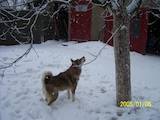 Собаки, щенята Західно-Сибірська лайка, ціна 3500 Грн., Фото