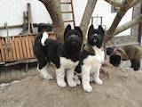 Собаки, щенята Американський акіта, ціна 27000 Грн., Фото