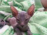Кошки, котята Донской сфинкс, цена 1600 Грн., Фото