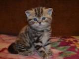 Кішки, кошенята Шотландська короткошерста, ціна 5000 Грн., Фото
