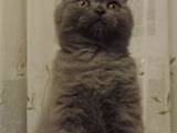 Кішки, кошенята Шотландська висловуха, ціна 3800 Грн., Фото
