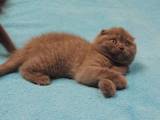 Кошки, котята Шотландская вислоухая, цена 3800 Грн., Фото