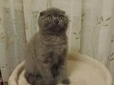 Кошки, котята Шотландская вислоухая, цена 3800 Грн., Фото
