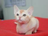 Кошки, котята Бурма, цена 3500 Грн., Фото