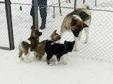 Собаки, щенки Американский акита, цена 10000 Грн., Фото