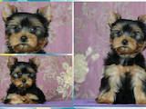 Собаки, щенки Йоркширский терьер, цена 21000 Грн., Фото