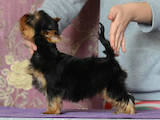 Собаки, щенки Йоркширский терьер, цена 21000 Грн., Фото