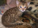 Кошки, котята Бенгальская, цена 3000 Грн., Фото