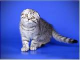 Кошки, котята Шотландская вислоухая, цена 6000 Грн., Фото