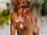 Собаки, щенята Родезійського ріджбек, ціна 30000 Грн., Фото