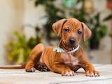 Собаки, щенята Родезійського ріджбек, ціна 30000 Грн., Фото