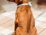 Собаки, щенки Родезийский риджбек, цена 30000 Грн., Фото