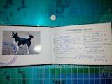 Собаки, щенки Восточно-Сибирская лайка, цена 1500 Грн., Фото