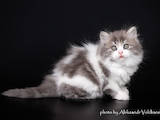 Кошки, котята Шотландская вислоухая, цена 5500 Грн., Фото
