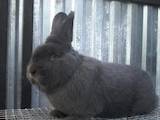 Гризуни Кролики, ціна 400 Грн., Фото
