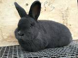 Грызуны Кролики, цена 400 Грн., Фото