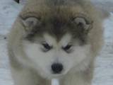 Собаки, щенята Аляска маламут, ціна 10000 Грн., Фото