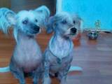 Собаки, щенки Китайская хохлатая собака, цена 1000 Грн., Фото