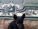 Собаки, щенята Карликовий пінчер, ціна 2900 Грн., Фото