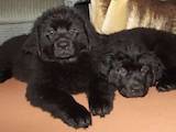Собаки, щенки Ньюфаундленд, цена 6500 Грн., Фото