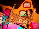 Кошки, котята Бенгальская, цена 4500 Грн., Фото