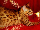 Кошки, котята Бенгальская, цена 4000 Грн., Фото