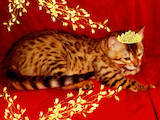 Кішки, кошенята Бенгальськая, ціна 4000 Грн., Фото
