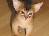 Кошки, котята Абиссинская, цена 16000 Грн., Фото