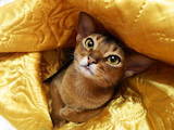 Кішки, кошенята Абіссінська, ціна 16000 Грн., Фото