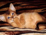 Кішки, кошенята Абіссінська, ціна 16000 Грн., Фото